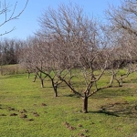 Парцел в с. Калипетрово, Област Силистра - 1418 кв.м за 6 €/кв.м - Снимка #1