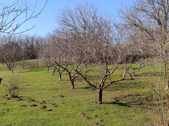 Парцел в с. Калипетрово, Област Силистра - 1418 кв.м за 6 €/кв.м - Снимка #1