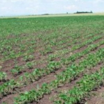 Земеделски имот в с. Мадара, Област Шумен -  кв.м за 2040 €/дка - Снимка #1