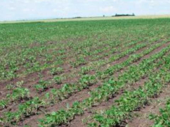 Земеделски имот в с. Мадара, Област Шумен -  кв.м за 2040 €/дка - Снимка #1