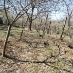 Парцел в Русе, Родина 3 - 506 кв.м за 11 €/кв.м - Снимка #1