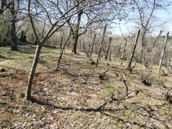 Парцел в Русе, Родина 3 - 506 кв.м за 11 €/кв.м - Снимка #1