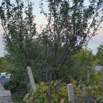 Парцел в к.к. Златни пясъци - 904 кв.м за 43 €/кв.м - Снимка #1