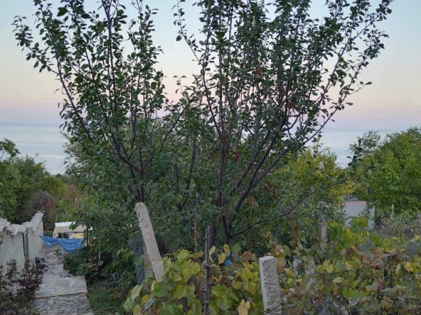 Парцел в к.к. Златни пясъци - 904 кв.м за 43 €/кв.м - Снимка #1