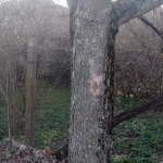 Парцел в с. Голямо Буково, Област Бургас - 500 кв.м за 21 €/кв.м - Снимка #1