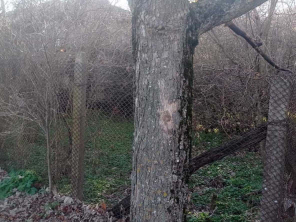 Парцел в с. Голямо Буково, Област Бургас - 500 кв.м за 21 €/кв.м - Снимка #1