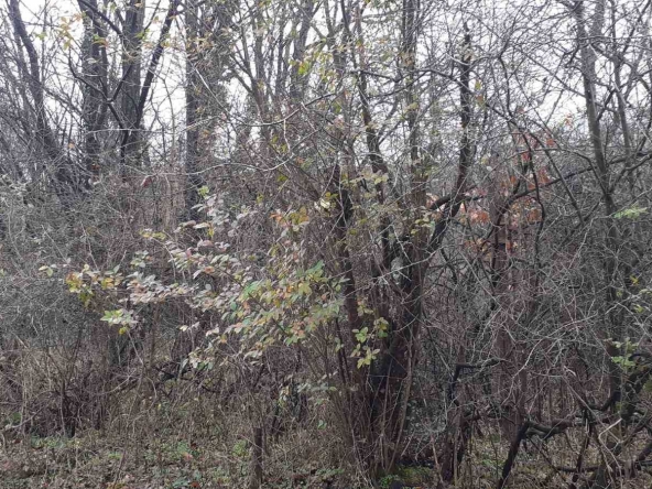 Парцел в с. Гара Лакатник, Област София-област - 400 кв.м за 14 €/кв.м - Снимка #1