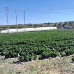 Земеделски имот в Търговище, Промишлена зона -  кв.м за 8334 €/дка - Снимка #1