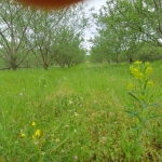 Земеделски имот в с. Просеник, Област Бургас -  кв.м за 1822 €/дка - Снимка #1