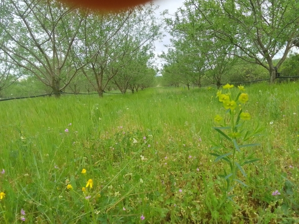 Земеделски имот в с. Просеник, Област Бургас -  кв.м за 1822 €/дка - Снимка #1