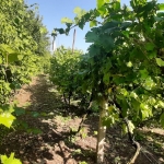 Земеделски имот в с. Конуш, Област Пловдив -  кв.м за 20000 €/дка - Снимка #1