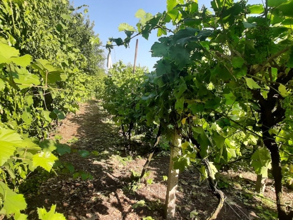 Земеделски имот в с. Конуш, Област Пловдив -  кв.м за 20000 €/дка - Снимка #1