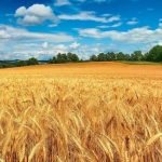 Земеделски имот в с. Черни връх, Област Бургас -  кв.м за 1199 €/дка - Снимка #1