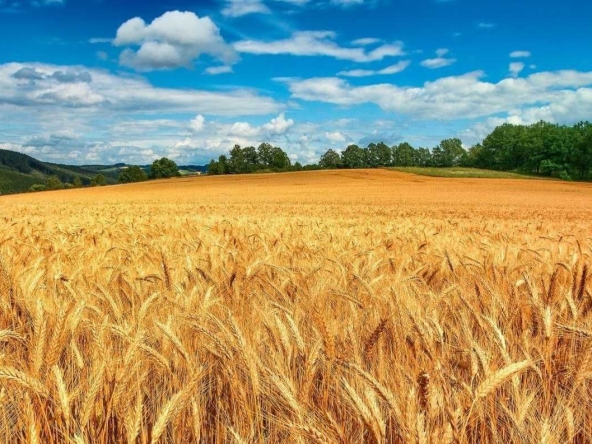 Земеделски имот в с. Черни връх, Област Бургас -  кв.м за 1199 €/дка - Снимка #1