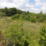 Парцел в Търговище, Вилна зона - 2000 кв.м за 22 €/кв.м - Снимка #1