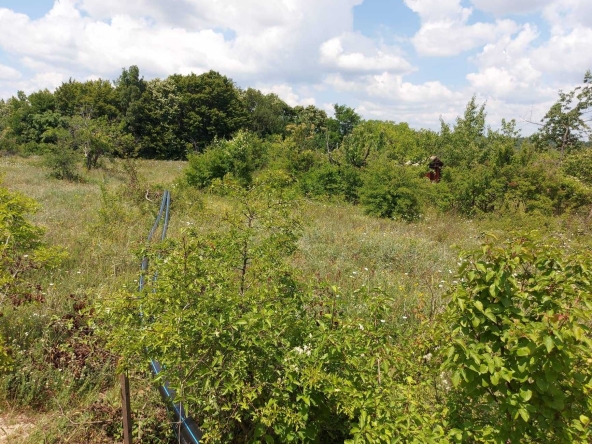 Парцел в Търговище, Вилна зона - 2000 кв.м за 22 €/кв.м - Снимка #1