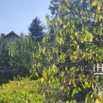 Къща в Своге - 105 кв.м за 620 €/кв.м - Снимка #1