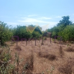 Парцел в с. Дропла, Област Добрич - 2011 кв.м за 21 €/кв.м - Снимка #1