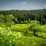 Земеделски имот в с. Солища, Област Смолян -  кв.м за 765 €/дка - Снимка #1