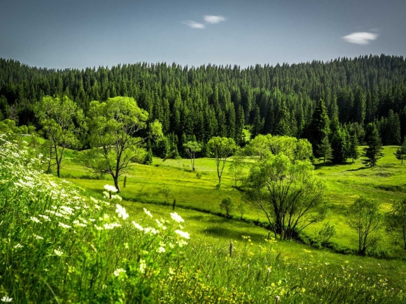Земеделски имот в с. Солища, Област Смолян -  кв.м за 765 €/дка - Снимка #1