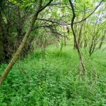 Парцел в с. Червенаково, Област Сливен - 740 кв.м за 15 €/кв.м - Снимка #1