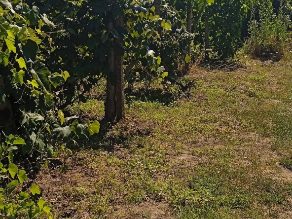 Парцел в Добрич, м-т Газибаба - 600 кв.м за 7 €/кв.м - Снимка #1