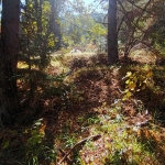 Земеделски имот в Банско -  кв.м за 40800 €/дка - Снимка #1