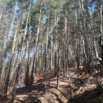 Земеделски имот в Якоруда -  кв.м за 112 €/дка - Снимка #1