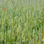 Земеделски имот в с. Горно Александрово, Област Сливен -  кв.м за 1334 €/дка - Снимка #1