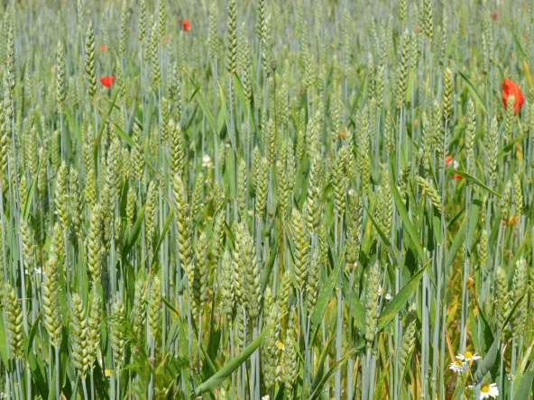 Земеделски имот в с. Горно Александрово, Област Сливен -  кв.м за 1334 €/дка - Снимка #1