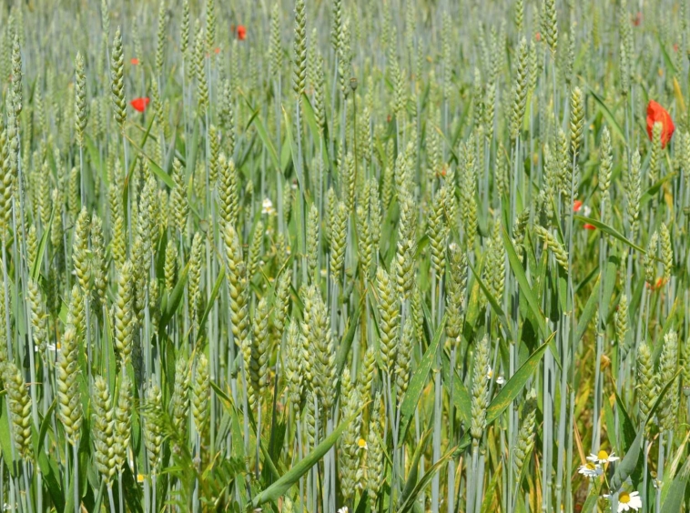 Земеделски имот в с. Горно Александрово, Област Сливен -  кв.м за 1334 €/дка - Снимка #1