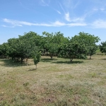 Парцел в с. Сребърна, Област Силистра - 5000 кв.м за 3 €/кв.м - Снимка #1