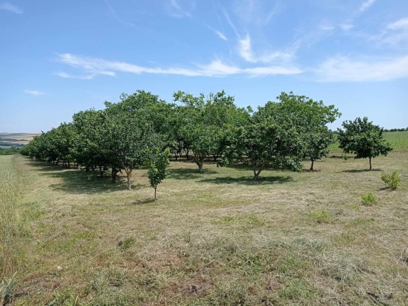 Парцел в с. Сребърна, Област Силистра - 5000 кв.м за 3 €/кв.м - Снимка #1