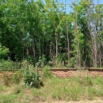 Къща в с. Обнова, Област Плевен - 100 кв.м за 113 €/кв.м - Снимка #1