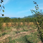 Земеделски имот в с. Осиковска Лакавица, Област София-област -  кв.м за 42 €/дка - Снимка #1