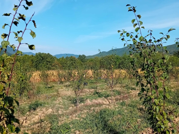 Земеделски имот в с. Осиковска Лакавица, Област София-област -  кв.м за 42 €/дка - Снимка #1