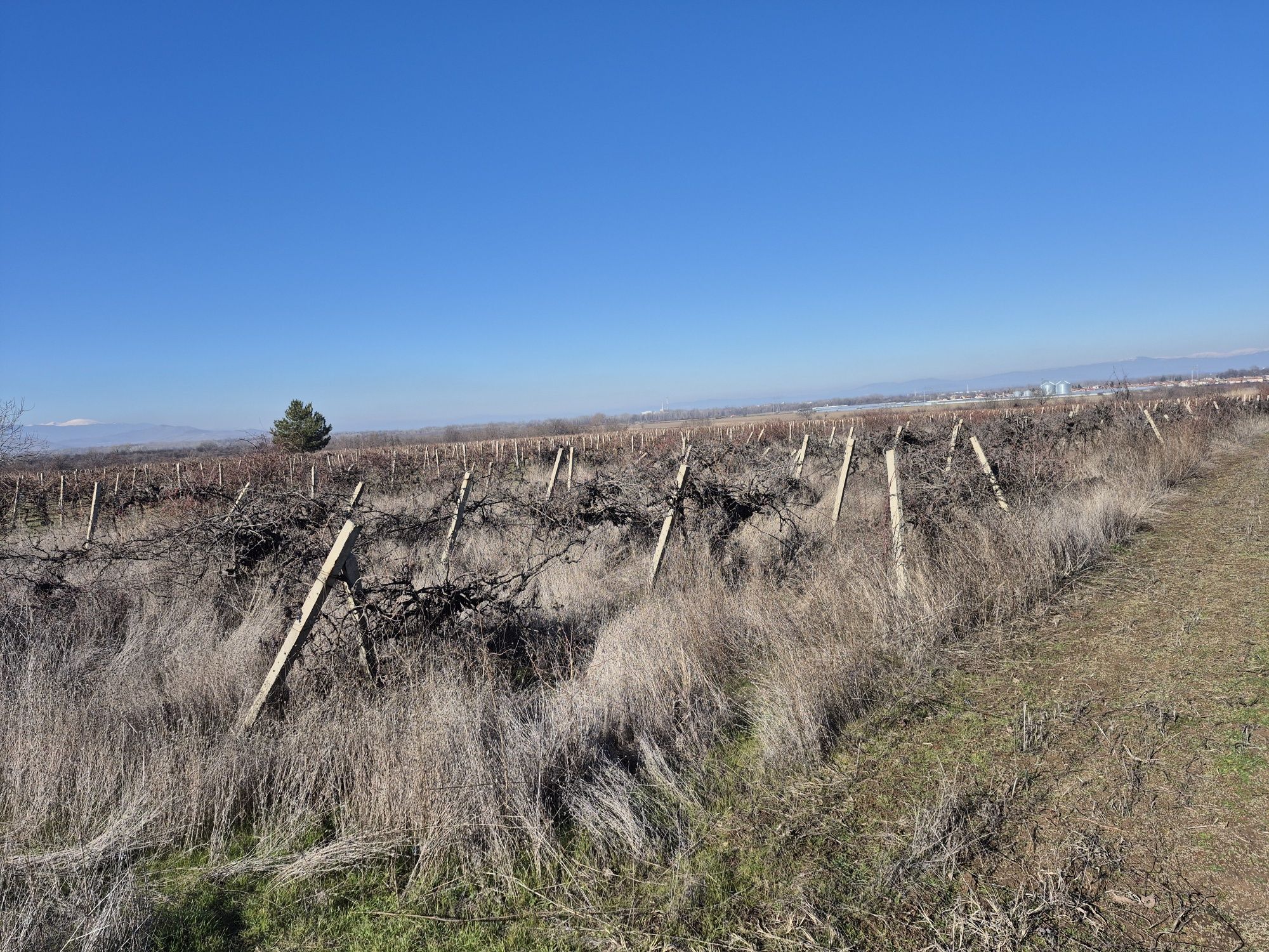 Земеделски имот в с. Брестовица, Област Пловдив -  кв.м за 2040 €/дка - Снимка #1