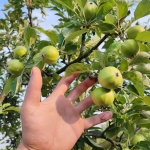 Дава се под наем Парцел в с. Минерални бани, Област Хасково - 1300 кв.м за 255 € - Снимка #1