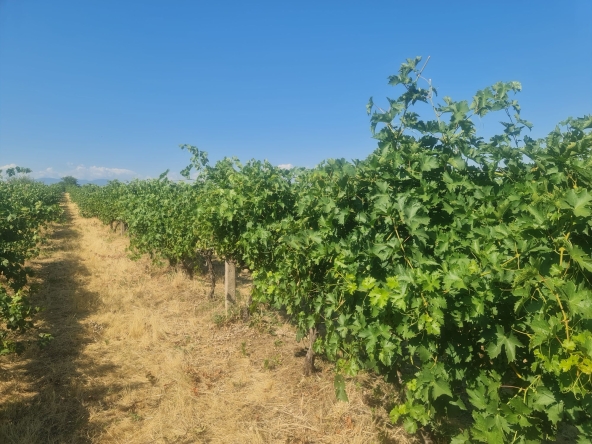 Земеделски имот в с. Поповица, Област Пловдив -  кв.м за 1709 €/дка - Снимка #1