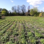 Дава се под наем Парцел в с. Драганово, Област Велико Търново - 6000 кв.м за 306 € - Снимка #1