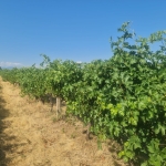 Земеделски имот в с. Поповица, Област Пловдив -  кв.м за 1673 €/дка - Снимка #1