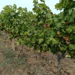 Земеделски имот в Пловдив, Младежки Хълм -  кв.м за 2295 €/дка - Снимка #1