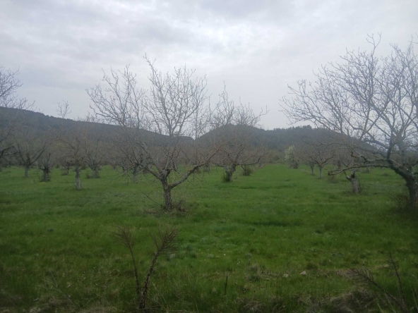 Земеделски имот в с. Съединение, Област Стара Загора -  кв.м за 1 €/дка - Снимка #1