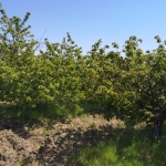 Земеделски имот в Пазарджик, Запад -  кв.м за 39 €/дка - Снимка #1