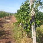 Земеделски имот в Пловдив, Център -  кв.м за 2 €/дка - Снимка #1