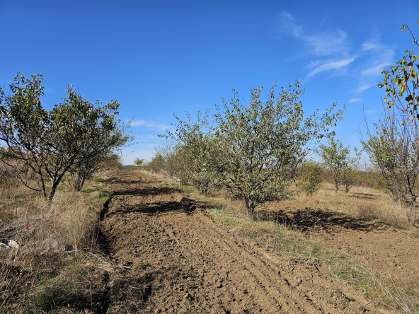 Земеделски имот в Плевен, Мара Денчева -  кв.м за 661 €/дка - Снимка #1