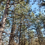 Парцел в с. Малка Верея, Област Стара Загора - 1333 кв.м за 4 €/кв.м - Снимка #1