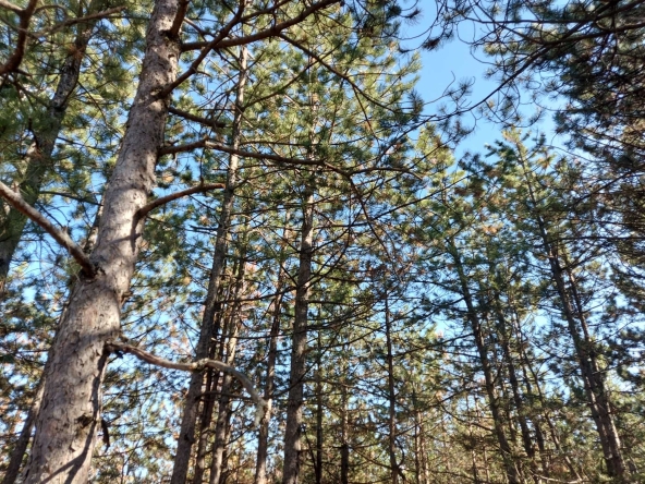 Парцел в с. Малка Верея, Област Стара Загора - 1333 кв.м за 4 €/кв.м - Снимка #1