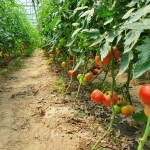 Земеделски имот в с. Жабокрът, Област Кюстендил -  кв.м за 20000 €/дка - Снимка #1