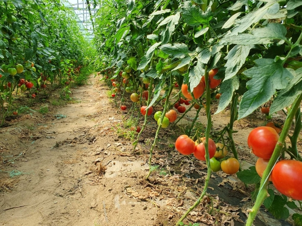 Земеделски имот в с. Жабокрът, Област Кюстендил -  кв.м за 20000 €/дка - Снимка #1